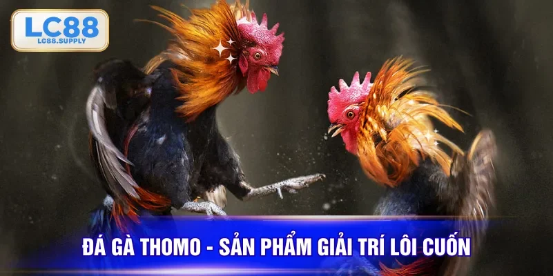 Đá gà Thomo - Sản phẩm giải trí lôi cuốn